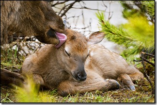 Animal mother licks baby