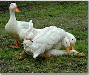 rape-ducks