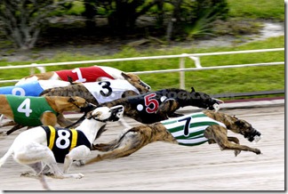 greyhound-dog-race0557