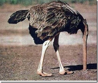 ostrich