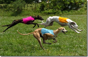 greyhound-dog-race525
