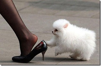 heels,animal,cute,black,dog,kawaii_thumb